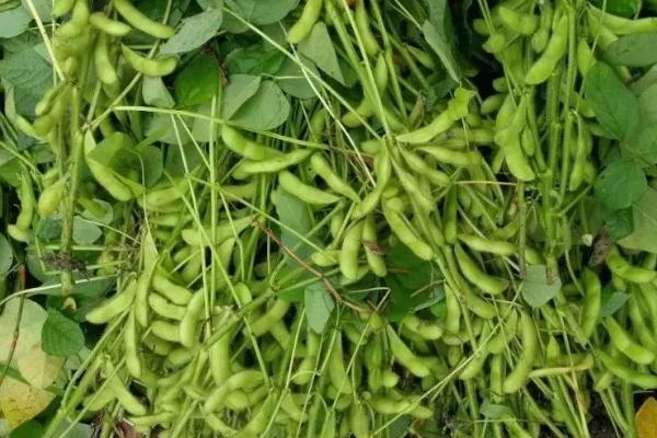 鑫科15号大豆种子介绍，普通品种