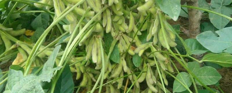 沃豆401大豆品种简介，普通品种