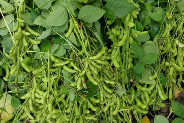 昊疆42号大豆品种的特性，在适应区五月中上旬播种