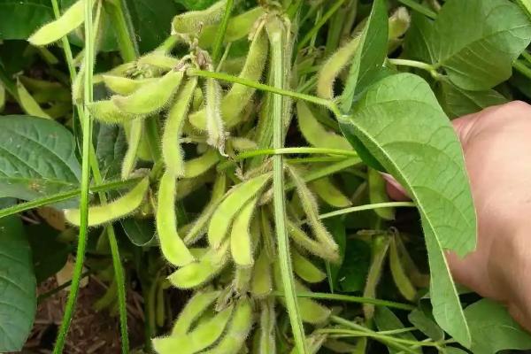 齐农30大豆种子简介，该品种无限结荚习性