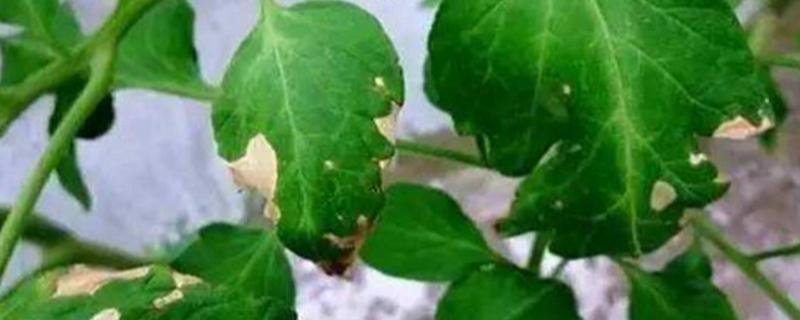 昊疆35号大豆种简介，普通品种