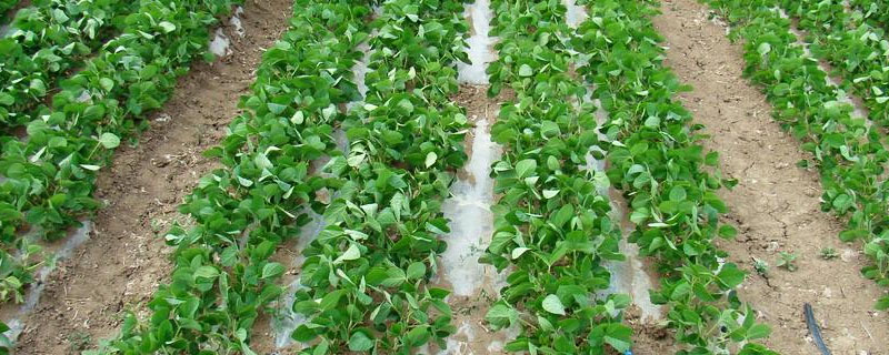 裕农3号大豆种简介，在适应区5月上旬播种