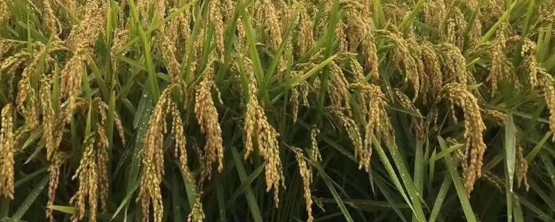莲育1601水稻品种简介，普通粳稻品种