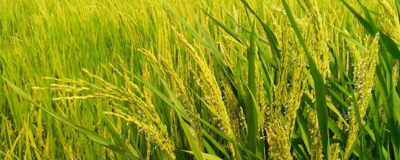 益农稻13号水稻种简介，普通粳稻品种