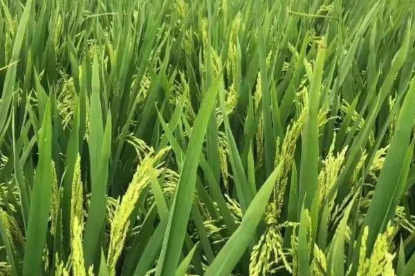 普育921水稻品种的特性，普通粳稻品种