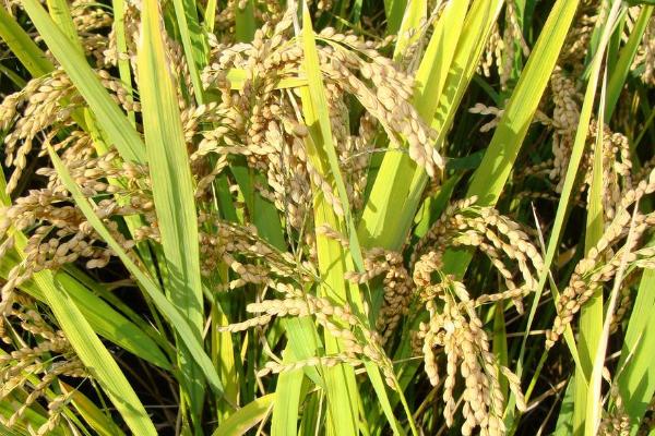 金玉358玉米种子简介，中抗茎腐病