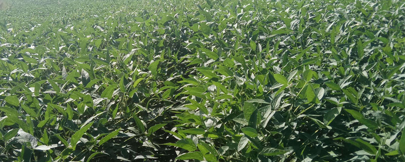 神州豆4号大豆种简介，每亩留苗1.2万株左右