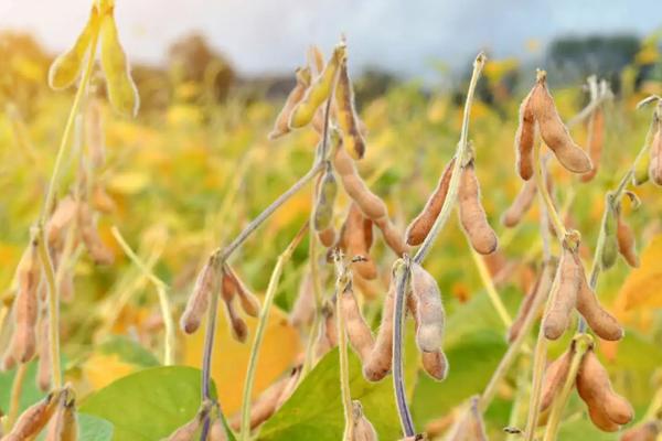 神州豆4号大豆种简介，每亩留苗1.2万株左右
