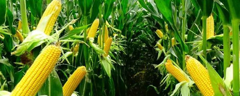 大华1713玉米种子特点，中抗小斑病