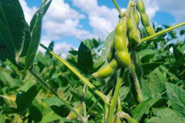 嘉豆6号大豆品种的特性，每亩留苗1.2万株左右