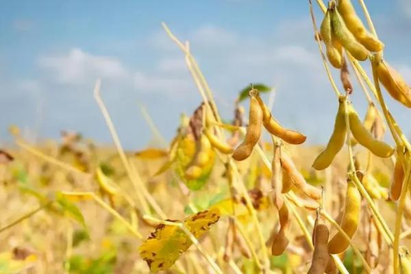 淮豆19大豆品种简介，一般6月中下旬播种