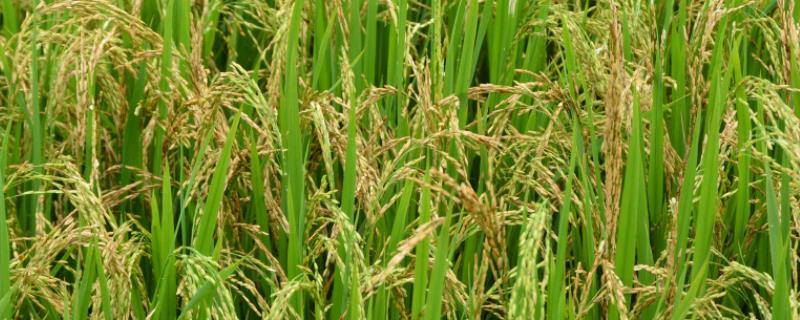 秀水1813水稻种子特征特性，注意稻飞虱等病虫害防治