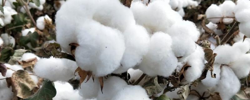 皖棉研65棉花种子介绍，宜在3月底4初播种
