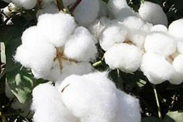 皖棉研65棉花种子介绍，宜在3月底4初播种