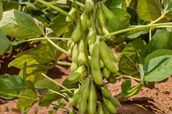开科源翠绿宝大豆种子介绍，适播期4月下旬至6月下旬