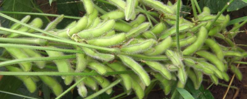 开科源翠绿宝大豆种子介绍，适播期4月下旬至6月下旬