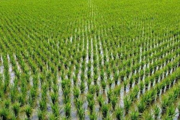 金丰糯水稻种子介绍，每亩基本苗7万左右