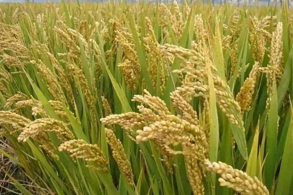 扬籼优905水稻种简介，亩秧田播种量10-15千克