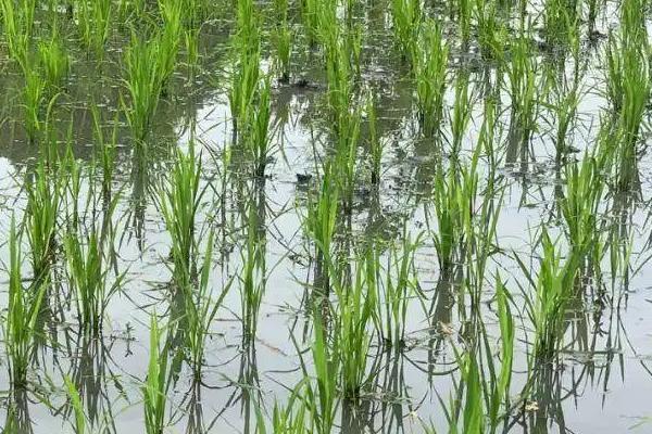 文两优87水稻品种简介，亩秧田播种量12-15千克