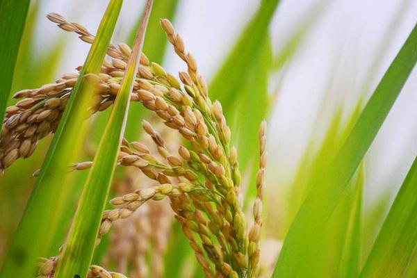 登两优333水稻种子介绍，亩秧田播种量10-15千克