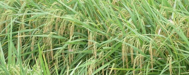 登两优333水稻种子介绍，亩秧田播种量10-15千克