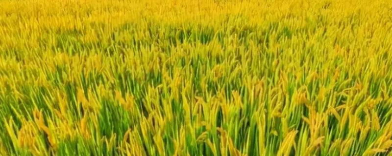 禾两优君红丝苗水稻种子特征特性，全生育期128.4天