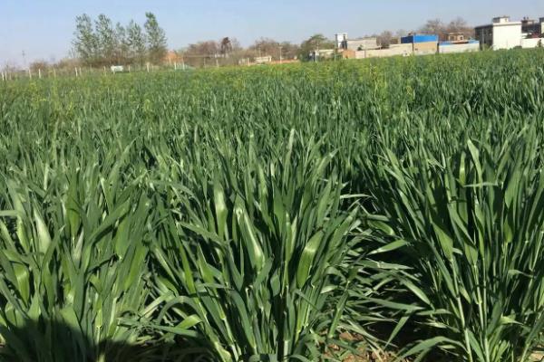 遂麦132小麦品种简介，每亩适宜基本苗18～20万