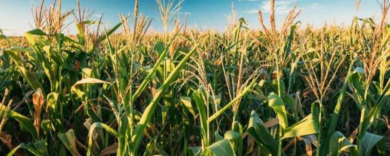 遵甜糯001玉米品种的特性，每亩施尿素20千克