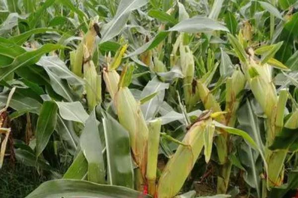 鑫玉142玉米种简介，生育期133.5天
