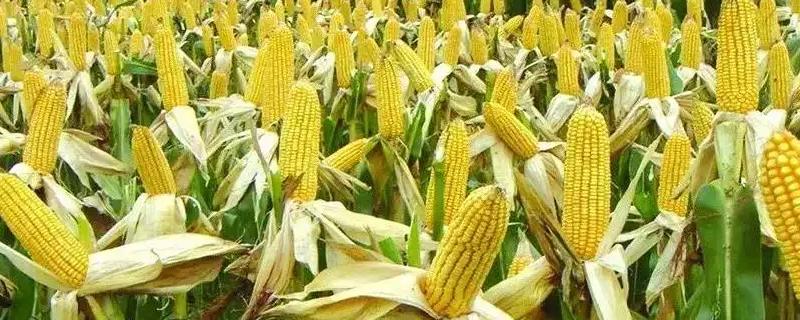 微单26玉米种简介，生育期131天
