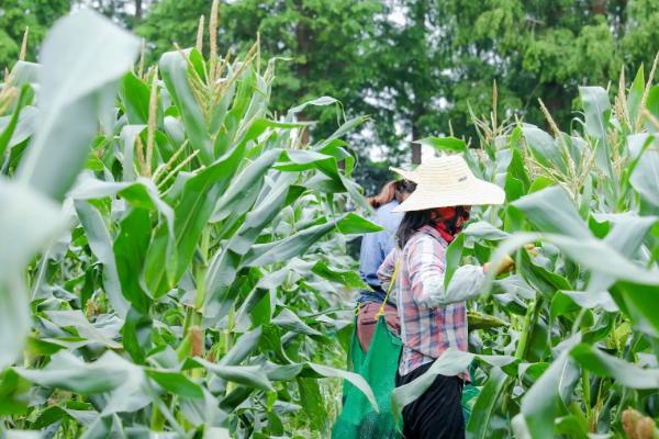 万胜3151玉米品种的特性，4月下旬～5月初播种