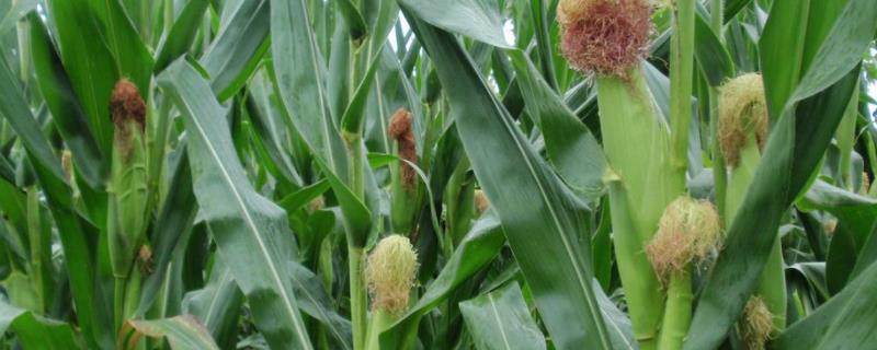 华博715玉米种简介，种植密度每亩5000株