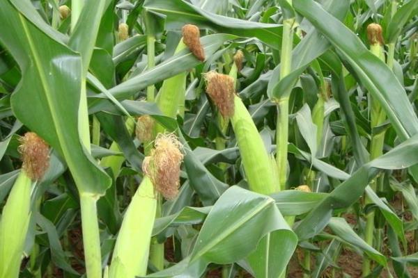 华博715玉米种简介，种植密度每亩5000株