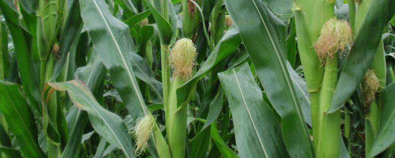 万胜3151玉米品种的特性，4月下旬～5月初播种