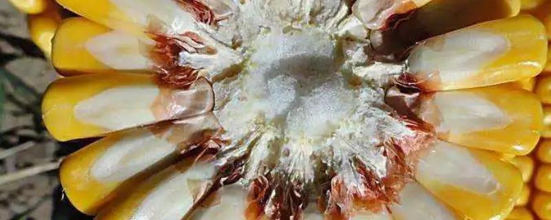 陇丰16玉米种子简介，注意防治丝黑穗病