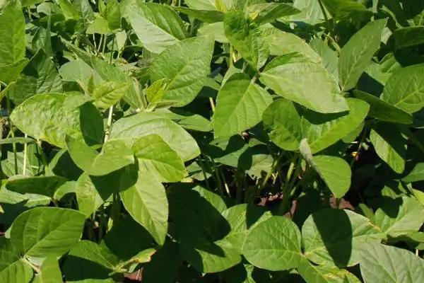 科林豆8号大豆品种简介，普通型夏大豆品种