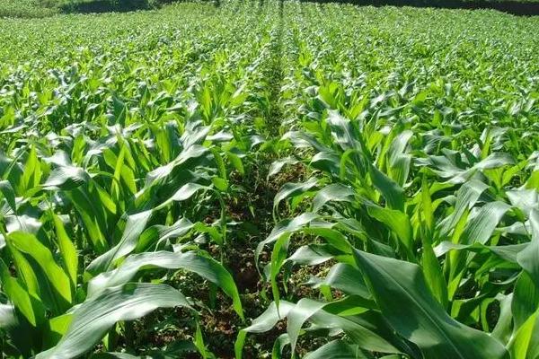 尚谷888玉米种子特征特性，3月下旬至4月中下旬播种