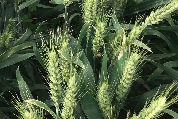 长麦10号小麦种子特征特性，属春性品种