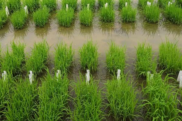 冈特A水稻种简介，在黄冈4月下旬至5月下旬播种