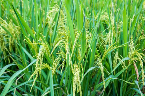 青香优健香丝苗水稻种子特点，6月中旬播种