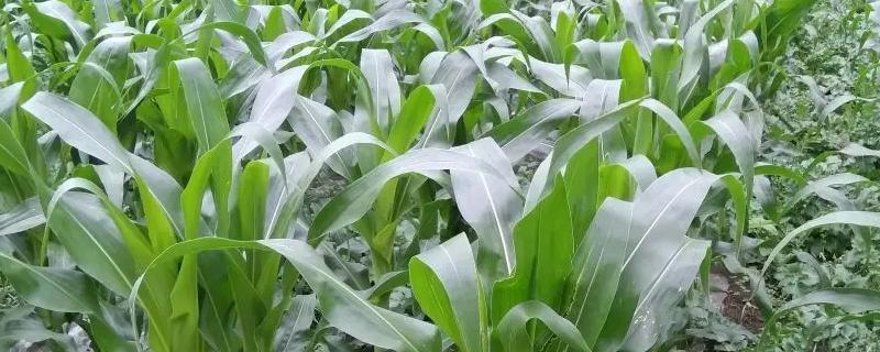 嘉甜糯1号玉米品种简介，注意防涝抗旱及病虫防治