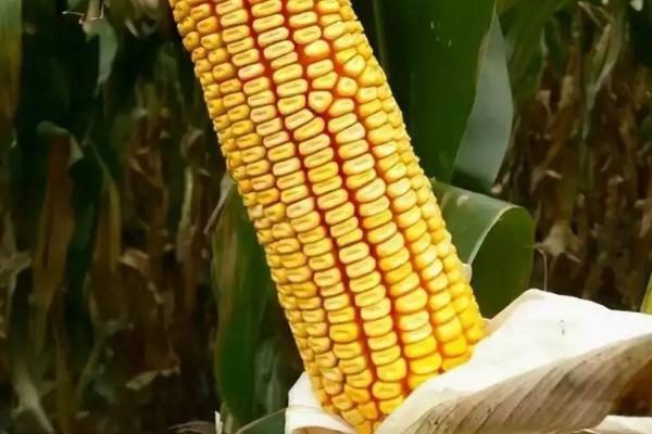 澳甜糯65玉米种简介，气温稳定在12℃以上为适播期