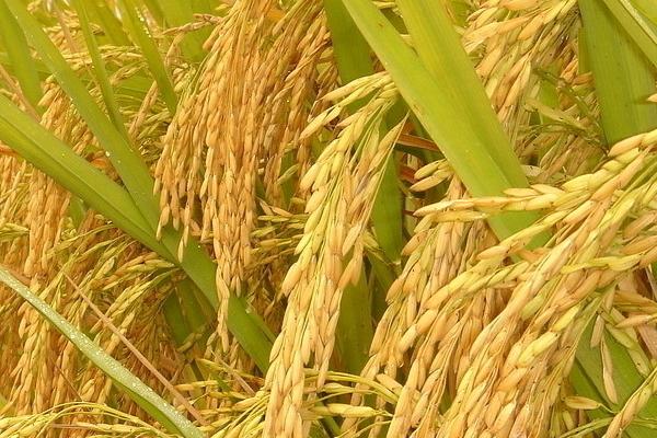 新星珍牙水稻品种的特性，每亩有效穗数20.1万