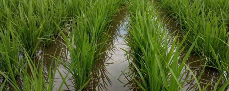 青香优138水稻品种的特性，全生育期晚稻114.5天