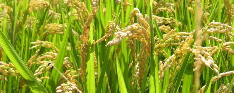 丰顺优珍香水稻种简介，全生育期晚稻115.0天