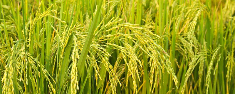 胜优19香水稻品种的特性，每亩有效穗数17.2万