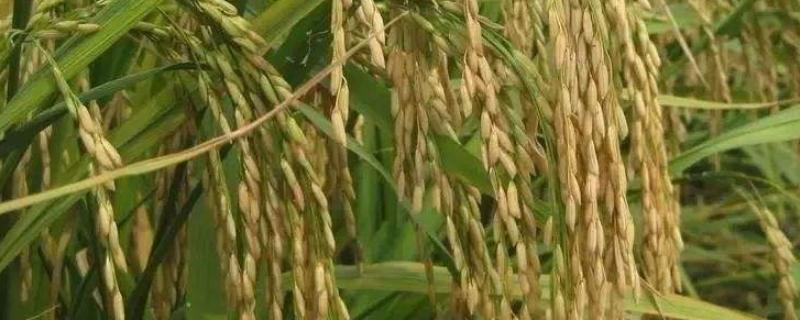 荃香优银泰香占水稻品种简介，感温籼型三系杂交水稻品种