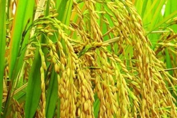 荃广优1606水稻品种的特性，每亩有效穗数16.3万