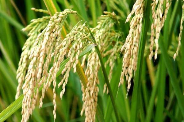 魅两优940水稻种简介，每亩有效穗数16.9万