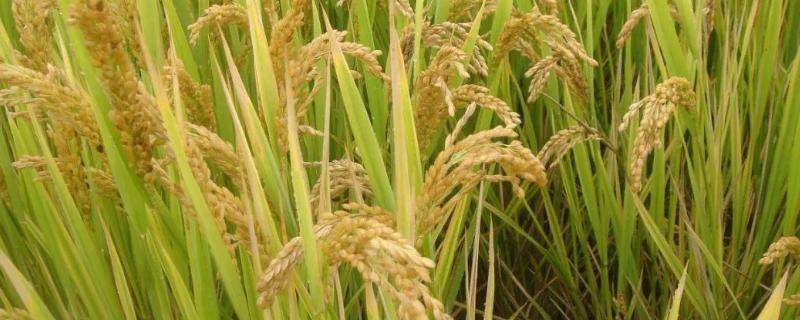 魅两优940水稻种简介，每亩有效穗数16.9万